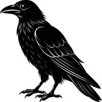 A black raven standing on a white background vector