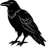 A black raven standing on a white background vector