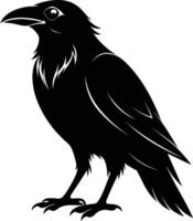 A black raven standing on a white background vector