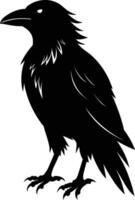A black raven standing on a white background vector