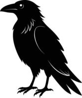 A black raven standing on a white background vector