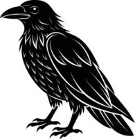 A black raven standing on a white background vector