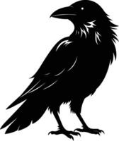 A black raven standing on a white background vector