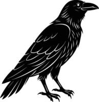 A black raven standing on a white background vector