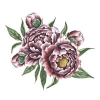 Peonies in vintage style. Hand-made watercolor illustration. A bouquet of peony flowers. Isolate it. A design element of a postcard, banner, flyer and poster. For packaging, label and print png