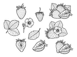 strawberry line art illustration set with berries, leaves and flowers, hand drawn botanical outline drawing, monochrome sketch. Design elements for coloring book, background, pattern, packaging vector
