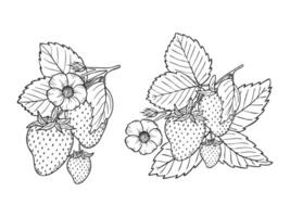 strawberry line art illustration set with berries, leaves and flowers, hand drawn botanical outline drawing, monochrome sketch. Design elements for coloring book, background, pattern, packaging vector