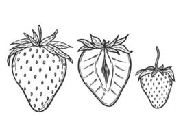 strawberries set, line art drawing, hand drawn botanical outline illustration. Summer fruit monochrome drawing. Isolated design elements for coloring book page, background, pattern, packaging. vector