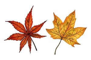 A set of autumn leaves maple and japanese maple, hand drawn watercolor illustration isolated on white background. For design of patterns, textiles, stickers, postcards, greeting cards, invitations. vector
