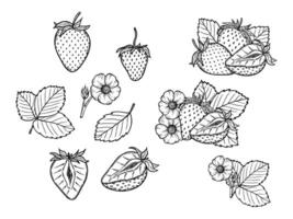 strawberry line art illustration set with berries, leaves and flowers, hand drawn botanical outline drawing, monochrome sketch. Design elements for coloring book, background, pattern, packaging vector