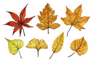 A set of autumn leaves linden, maple, ginkgo, hand drawn watercolor illustration isolated on white background. For design of patterns, textiles, stickers, postcards, greeting cards, invitations. vector