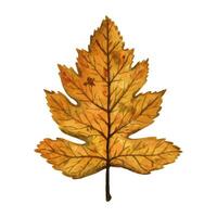 Bright orange autumn leaf of a wild service tree, hand drawn watercolor illustration isolated on white background. For design of patterns, textiles, stickers, postcards, greeting cards, invitations. vector