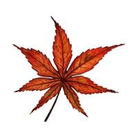 Bright red autumn leaf of a japanese maple tree, hand drawn watercolor illustration isolated on white background. For design of patterns, textiles, stickers, postcards, greeting cards, invitations. vector