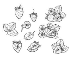 strawberry line art illustration set with berries, leaves and flowers, hand drawn botanical outline drawing, monochrome sketch. Design elements for coloring book, background, pattern, packaging vector