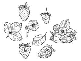 strawberry line art illustration set with berries, leaves and flowers, hand drawn botanical outline drawing, monochrome sketch. Design elements for coloring book, background, pattern, packaging vector