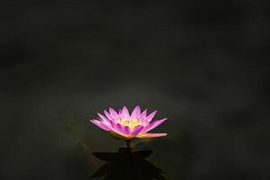 Lotus is many colors and beautiful in ponds, is a symbol of Buddhism. photo