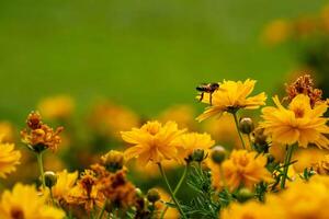 Cosmos is a beautiful flower that comes in a variety of colors. It is a plant in the sunflower family. photo