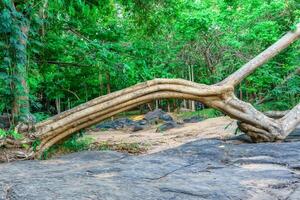 Trees that fall, but their roots are still strong. photo