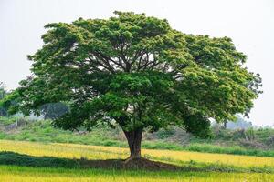 A large tree stood out in the middle of the field. photo
