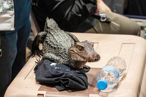 Dwarf crocodile is the smallest type of crocodile in the world. photo