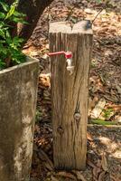 Faucet embedded in a tree stump photo