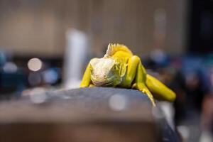 Yellow Albino Iguana photo