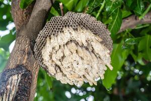 Wasp's nest or hexagonal decorative design on tree. photo
