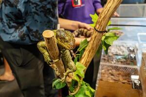 Prehensile-tailed skink perched on an artificial tree. photo