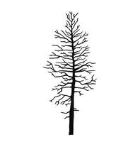 Silhouette of a bald coniferous tree, pine, spruce. black illustration vector