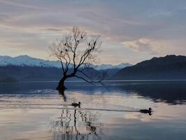 Ducks swimming by that wanaka tree in the lake. photo