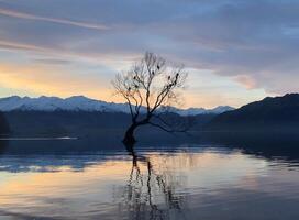 That wanaka tree at lake Wanaka in New Zealand. photo