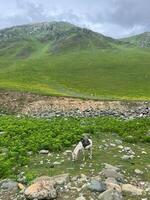 The horse eating grass on the field mountain background. photo