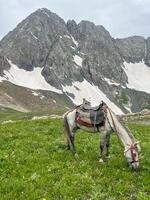 The horse eating grass mountain background. photo