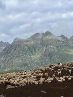 The flock of sheep on the top of Himalayas Mountain. photo