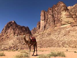 A camel standing in front of rock mountain. photo