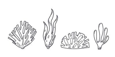 Set of underwater Seaweeds. Hand drawn illustration of algae in outline style on white isolated background vector
