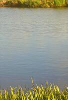 A lot of stems from green reeds grow from the river water. Unmatched reeds with long stems photo