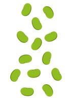 Mung Bean . Mung Bean on white background. vector