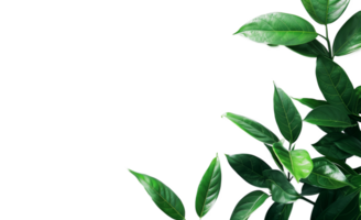 3D Rendering of a Leaf Frame on Isolated Background for Nature Designs png
