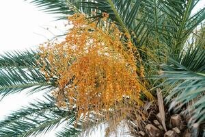 Large bunch of ripe yellow dates grows on a date palm surrounded by green leaves photo