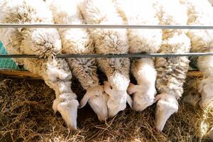 White sheep are eating hay while leaning out from behind the metal fence of the stall. Top view photo