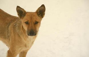 A stray homeless dog. Portrait of a sad orange dog on a snowy background photo
