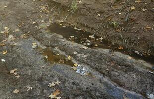 Muddy tracks with puddles on wet muddy surface in forest path photo