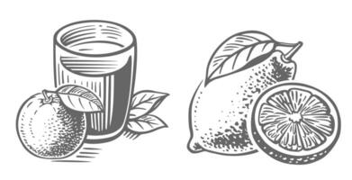 Orange juice and lemon drawing sketch. vector