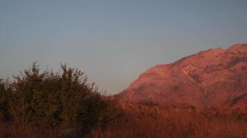 Autumn mountain grass in the rays of the setting sun video