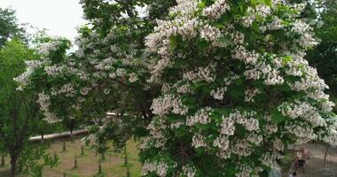 A drone flies around a cherry blossom in the courtyard of Sitorai Mohi-Hosa Palace video