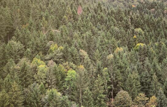 Texture of a mountain forest with many green trees. View from high photo