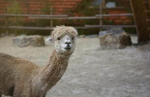 Llama alpaca in the zoo, fluffy and cute animal photo