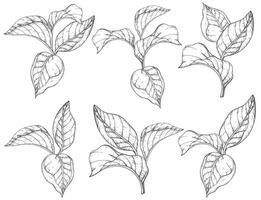 Seamless pattern with forest leafs. Black and white vector