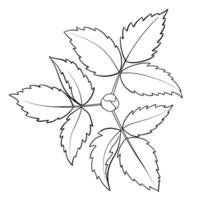 Monochrome Linear Drawing of a Bush with Leaves vector